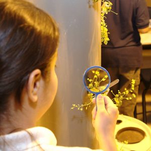 A Magnet elementary school student inspects a plant