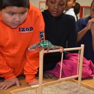 Students admire a chameleon